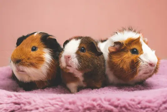 jaroslaw-slodkiewicz-SDIIfq6nhFU-unsplash Meerschweinchen auf einer Decke