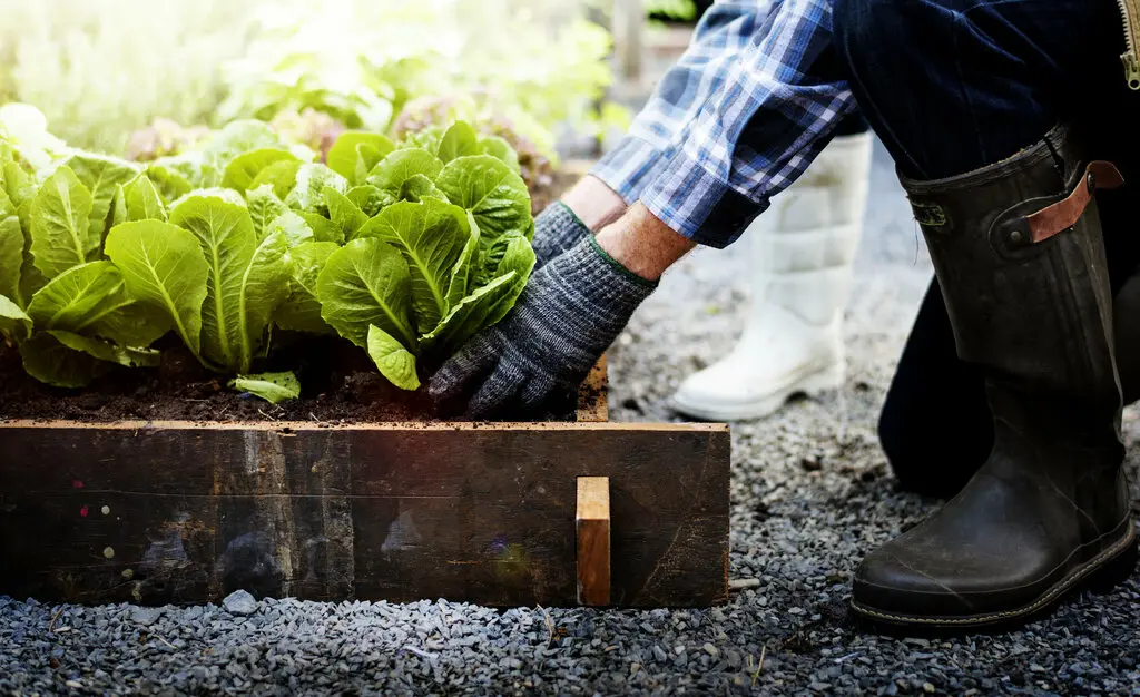 garten-eigener-gartenmoebel-einrichten-wohnen-41 Gärtner erntet Gemüse aus dem Garten.